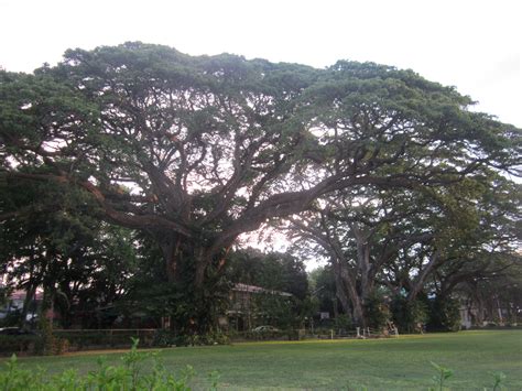 Giant acacia trees lining the campus of (more than a century old) Silliman University, Dumaguete ...