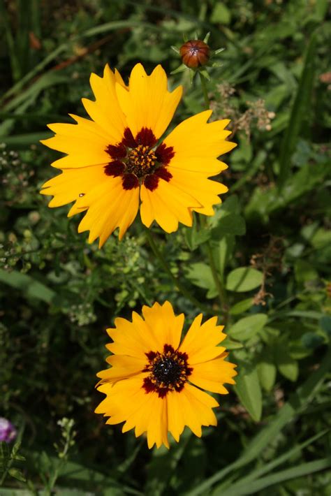 Native Florida Wildflowers: May 2013