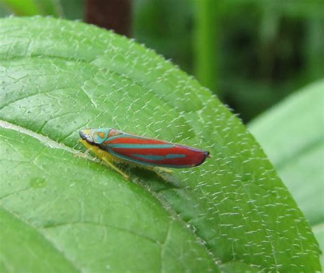 Bug Eric: True Bug Tuesday: Candystriped Leafhopper