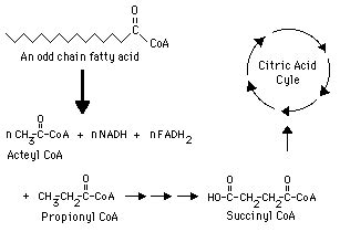 Fatty Acids -- Summary