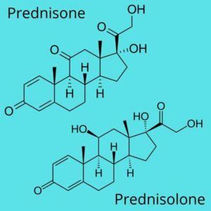 Prednisolone In Dogs | Side Effects & Dosage | Walkerville Vet