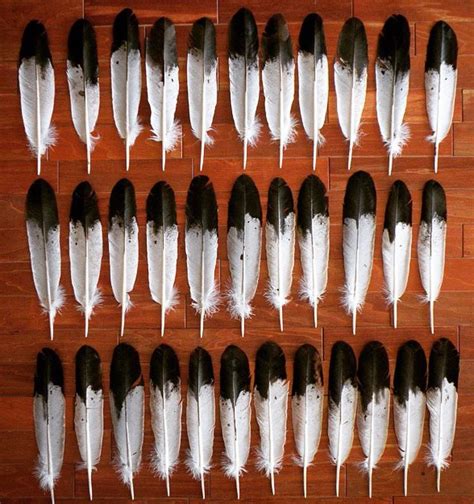 Simulated immature golden eagle feathers. | Native american feathers, Native american indian ...