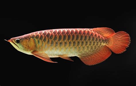 Asian Arowana Fish Care Guide And Breeding