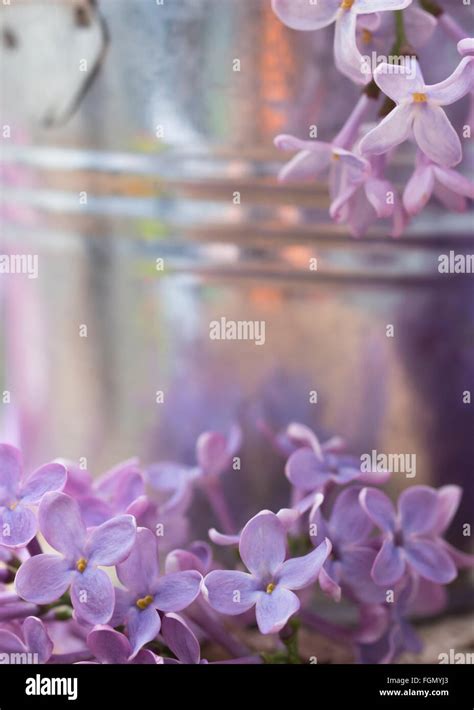 lilac arrangement Stock Photo - Alamy