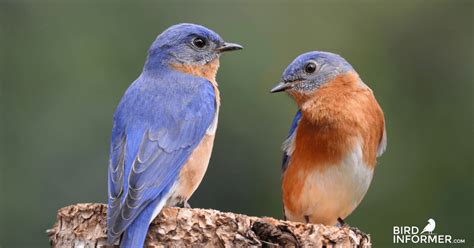 What Color Are Bluebird Eggs? - Bird Informer