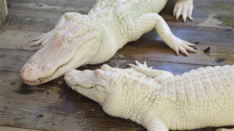 Albino alligators have white skin. Where to see them, what they eat