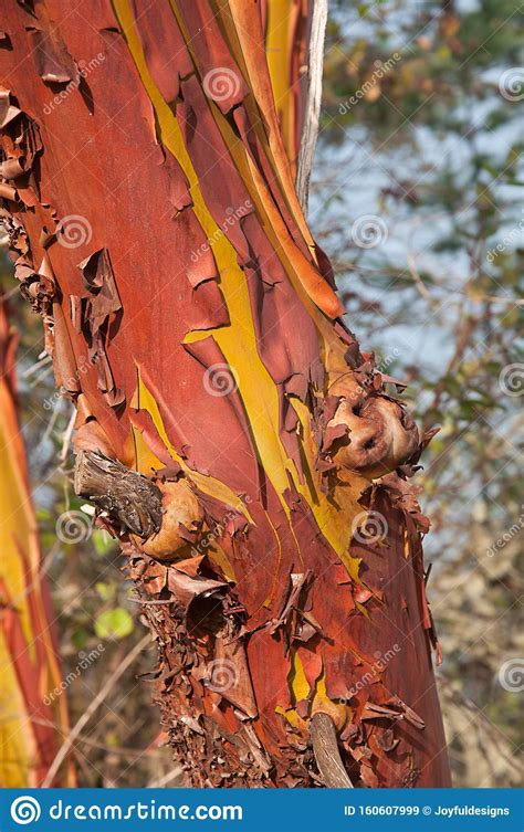 Bark on a Madrona Tree Closeup Stock Image - Image of nature, trunk ...