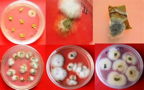 Endophytic fungi emerging from leaf explants of C. asiatica | Download ...