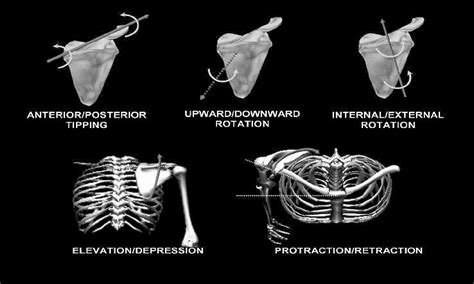 Figure 1 from Asymmetric resting scapular posture in healthy overhead ...