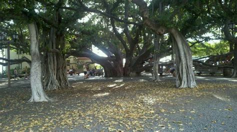 Lahaina Banyan Court Park | Places to see, Lahaina, Park