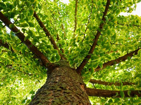 Ginkgo biloba : zoom sur cet arbre asiatique