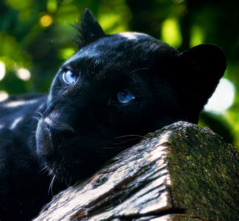 🔥 [50+] Black Panther Blue Eyes Wallpapers | WallpaperSafari