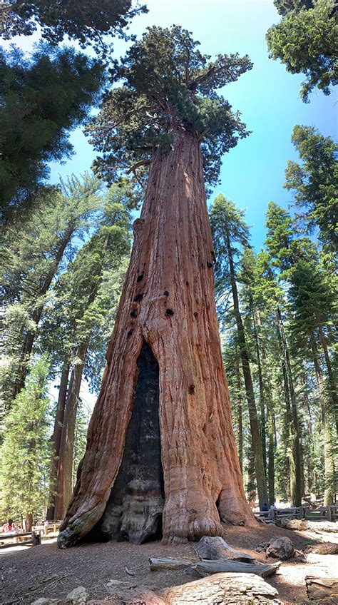 General Sherman Tree Trail At Sequoia National Park