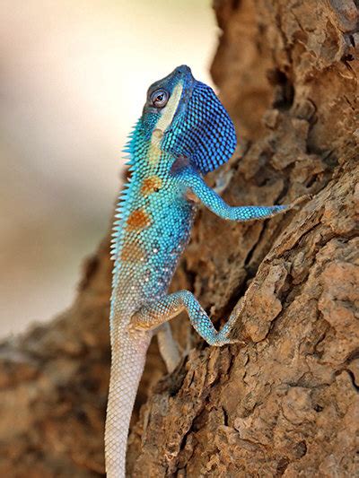 Blue Crested Lizard - Calotes mystaceus