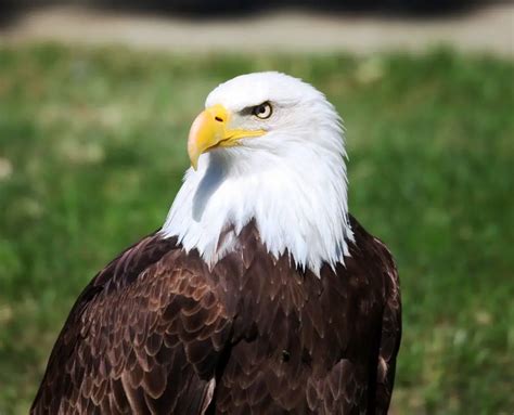 ÁGUILA CALVA 】Características, Hábitat, Reproducción, Extinción y más