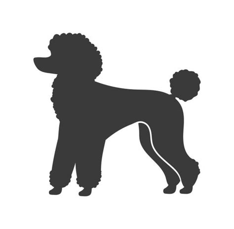 650+ Poodle Silhouette Stock Photos, Pictures & Royalty-Free Images ...