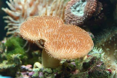 The Toadstool Coral Care Guide for Beginners – Aquarium Genius