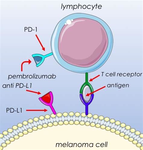 Scheme 1. Mechanism of action of anti PD-1 and anti PD-L1 antibodies.... | Download Scientific ...