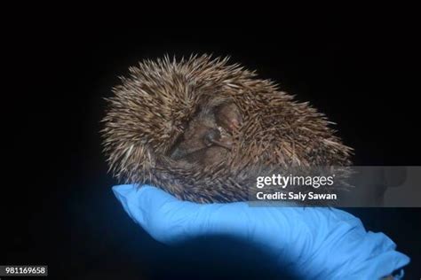 88 Sleeping Hedgehog Stock Photos, High-Res Pictures, and Images - Getty Images