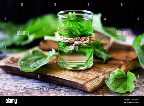 Plantain drink in a glass. Fresh leaves of plantain. Therapeutic tea of plantain Stock Photo - Alamy