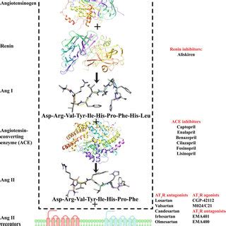 The RAS and representative drugs that interfere in it [Reproduced from... | Download Scientific ...