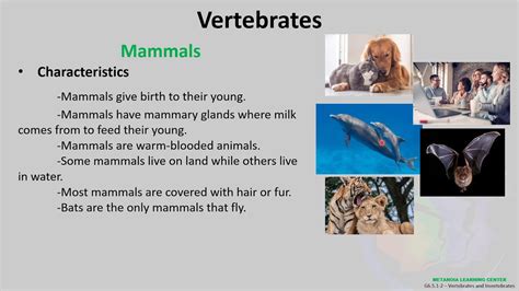 Characteristics Of Vertebrates And Invertebrates