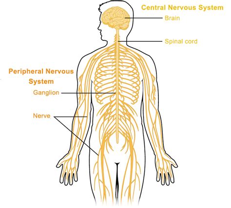 Nervous Tissue Diagram