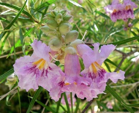 Purple Desert Willow Flower Seeds Hummingbird Flowering | Etsy in 2021 | Desert willow, Willow ...