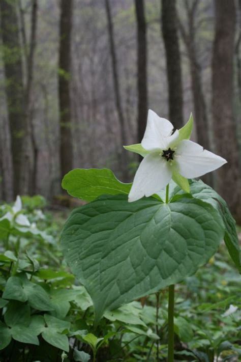 Wallace Gardens | Forest flowers, Woodland flowers, Woodland plants