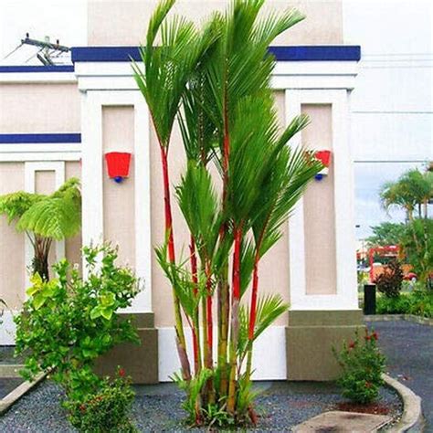 Creative Farmer Palm Tree Live Plant Balconies Garden Indoor ...