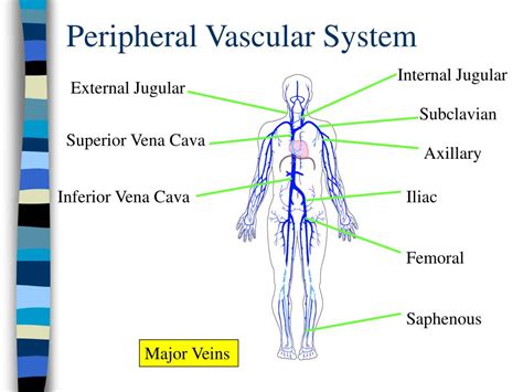 PPT - Introduction to Cardiology PowerPoint Presentation, free download ...