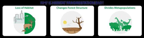 What is Forest Fragmentation? - Dynamic Earth Lesson Plans