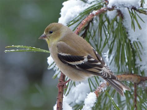 Female Goldfinch in the snowy pine boughs - FeederWatch