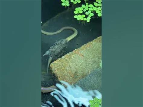 My guppies are breeding! - YouTube