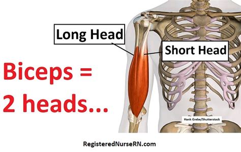 Biceps Brachii Anatomy: Exercises, Origin, Insertion, Action