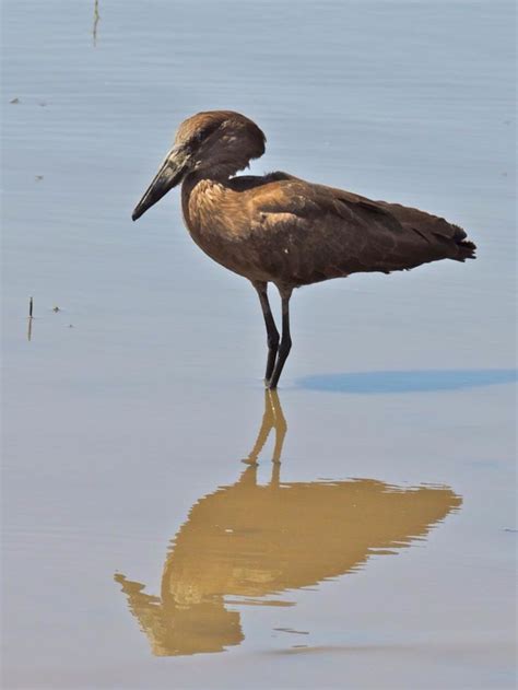 The hamerkop, also known as hammerkop, hammerkopf, hammerhead, hammerhead stork, umbrette, umber ...