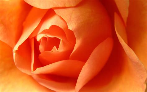 Awesome Orange Roses - Roses Wallpaper (34611172) - Fanpop