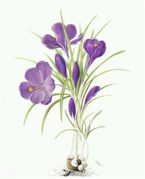 Crocus painting