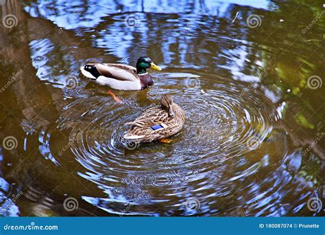 Ducks Swimming in the Pond. Stock Photo - Image of swimming, beak: 180087074