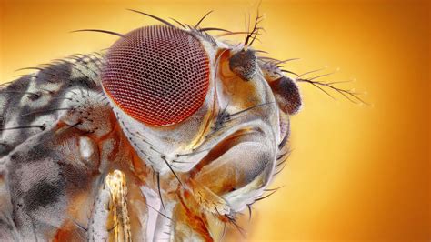 What Google could learn from a fruit fly | Cold Spring Harbor Laboratory