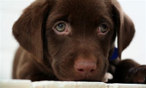 Chocolate lab puppy by buddenbohn on DeviantArt