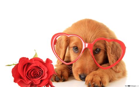 Cute Dogs with Glasses Wallpapers - Top Free Cute Dogs with Glasses ...