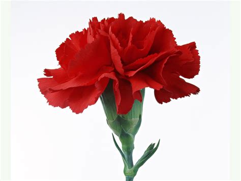 The red carnation is also the symbol of the Portuguese Carnation ...