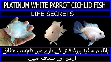 Platinum White Parrot Fish Care Guide | White Parrot Cichlid Fish | Ocean Life Pakistan ...