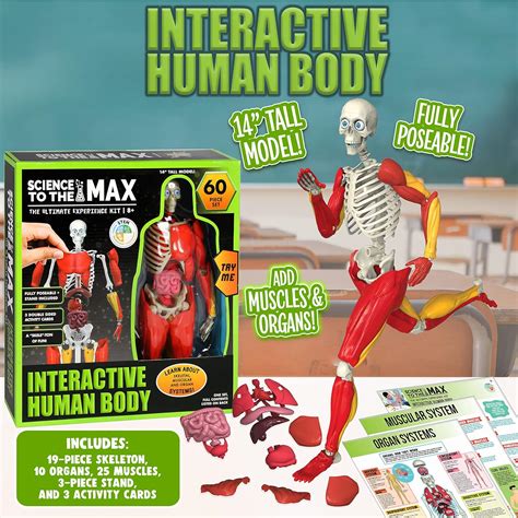 Interactive Human Body : Amazon.com.au: Toys & Games