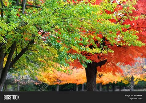 Bright Colorful Trees Image & Photo (Free Trial) | Bigstock