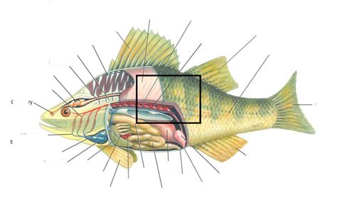 6.2.3. Phylum Chordata / Class Osteichthyes / Anatomy of the fish ...