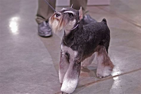 Musings of a Biologist and Dog Lover: Mismark Case Study: Miniature Schnauzer