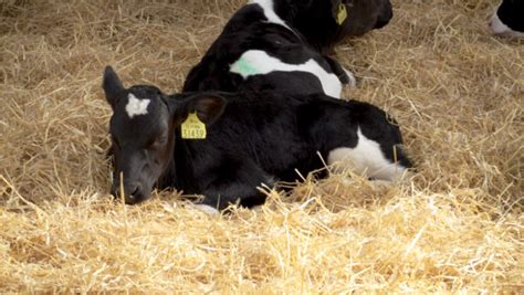 Holstein Friesian calves dominate 2020 calf team on Green Acres farms ...