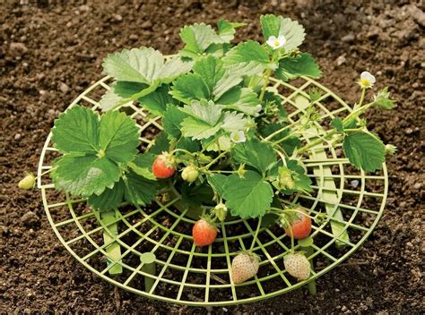 How to Grow Strawberries | Gardener's Supply | Strawberry plants, Growing strawberries, Lawn and ...